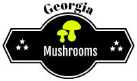 Georgia Mushroom