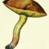 Suillus Granulatus