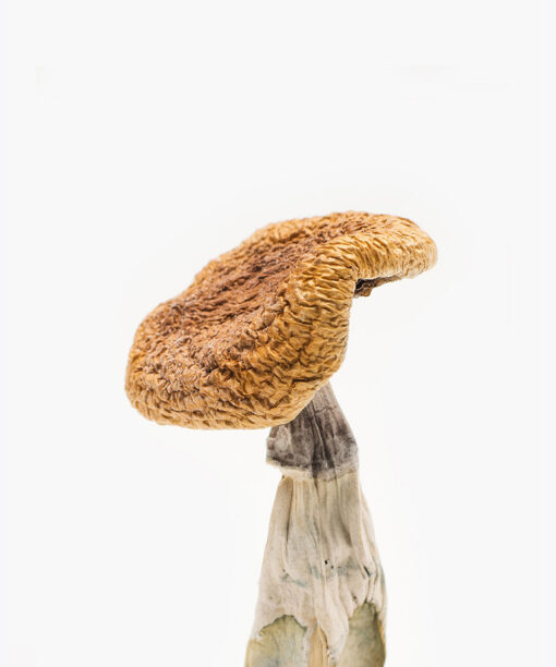 Golden Teacher Mushroom